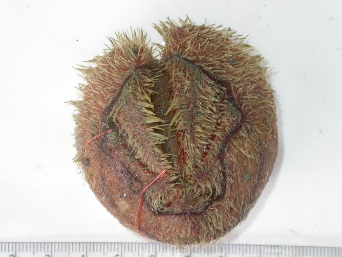 Представитель Семейства Schizasteridae